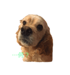 Cocker Spaniels（個別スタンプ：1）