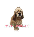 Cocker Spaniels（個別スタンプ：2）