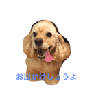 Cocker Spaniels（個別スタンプ：3）