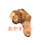 Cocker Spaniels（個別スタンプ：4）