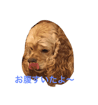 Cocker Spaniels（個別スタンプ：5）