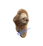 Cocker Spaniels（個別スタンプ：7）