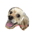 Cocker Spaniels（個別スタンプ：8）