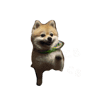 Pomeranian. his name is Chagamaru.（個別スタンプ：1）
