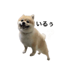 Pomeranian. his name is Chagamaru.（個別スタンプ：2）