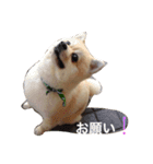 Pomeranian. his name is Chagamaru.（個別スタンプ：3）
