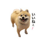 Pomeranian. his name is Chagamaru.（個別スタンプ：4）