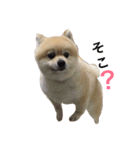 Pomeranian. his name is Chagamaru.（個別スタンプ：5）