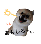 Pomeranian. his name is Chagamaru.（個別スタンプ：6）