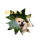 Pomeranian. his name is Chagamaru.（個別スタンプ：7）
