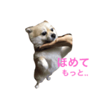 Pomeranian. his name is Chagamaru.（個別スタンプ：8）
