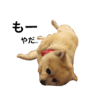Pomeranian. his name is Chagamaru.（個別スタンプ：9）