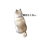 Pomeranian. his name is Chagamaru.（個別スタンプ：10）