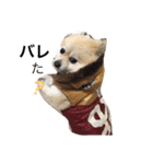 Pomeranian. his name is Chagamaru.（個別スタンプ：11）