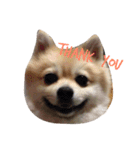 Pomeranian. his name is Chagamaru.（個別スタンプ：12）