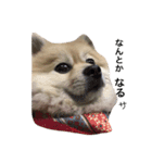 Pomeranian. his name is Chagamaru.（個別スタンプ：13）