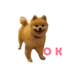 Pomeranian. his name is Chagamaru.（個別スタンプ：14）