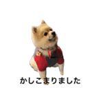 Pomeranian. his name is Chagamaru.（個別スタンプ：15）