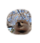 Pomeranian. his name is Chagamaru.（個別スタンプ：16）