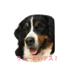 merumari（個別スタンプ：3）