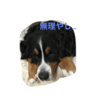 merumari（個別スタンプ：11）