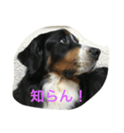merumari（個別スタンプ：13）