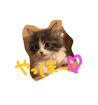うちのベレス（個別スタンプ：1）