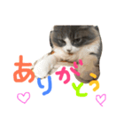 うちのベレス（個別スタンプ：3）