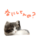 うちのベレス（個別スタンプ：9）