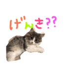 うちのベレス（個別スタンプ：12）