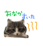 うちのベレス（個別スタンプ：16）
