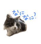 うちのベレス（個別スタンプ：17）