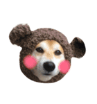 柴犬オルちゃん（個別スタンプ：1）