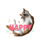 柴犬オルちゃん（個別スタンプ：2）