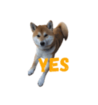 柴犬オルちゃん（個別スタンプ：3）