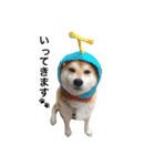 柴犬オルちゃん（個別スタンプ：5）