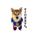柴犬オルちゃん（個別スタンプ：6）