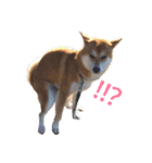 柴犬オルちゃん（個別スタンプ：7）