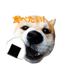 柴犬オルちゃん（個別スタンプ：8）