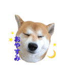 柴犬オルちゃん（個別スタンプ：10）