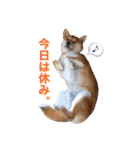 柴犬オルちゃん（個別スタンプ：11）