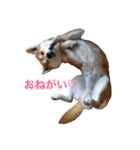 柴犬オルちゃん（個別スタンプ：12）