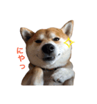 柴犬オルちゃん（個別スタンプ：13）