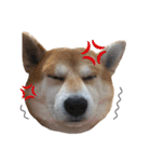 柴犬オルちゃん（個別スタンプ：14）