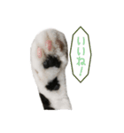うめさんのご挨拶。（個別スタンプ：7）