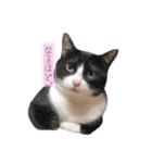 うめさんのご挨拶。（個別スタンプ：8）