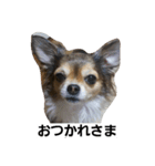 まかろん（個別スタンプ：1）