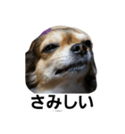 まかろん（個別スタンプ：2）
