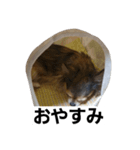 まかろん（個別スタンプ：3）
