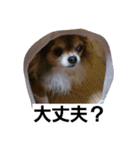 まかろん（個別スタンプ：4）